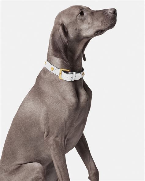 versace dog collar large|Versace dog collar.